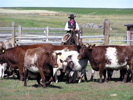 Bar U Ranch cattle / bétail du Ranch Bar U, Friends of Bar U Ranch